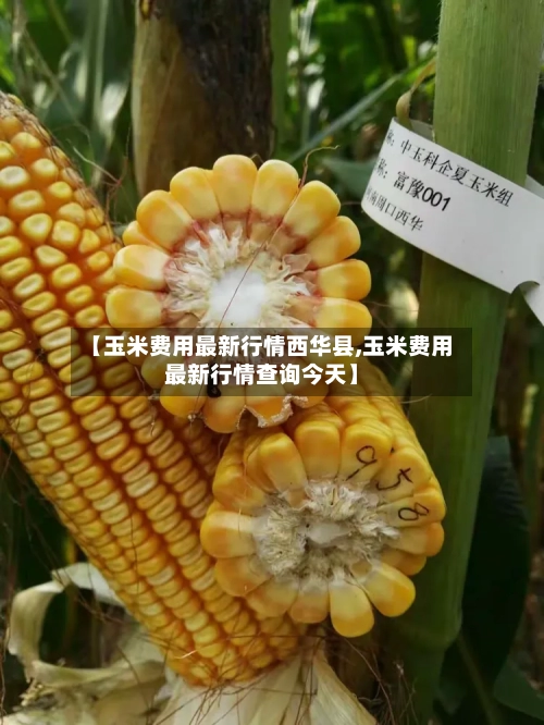 【玉米费用最新行情西华县,玉米费用最新行情查询今天】-第2张图片