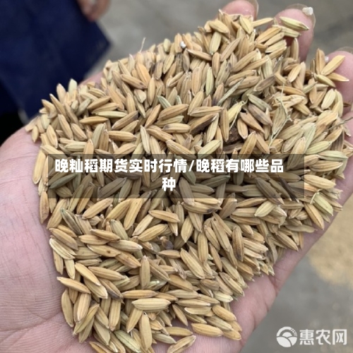 晚籼稻期货实时行情/晚稻有哪些品种