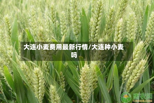 大连小麦费用最新行情/大连种小麦吗