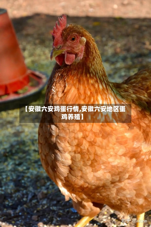 【安徽六安鸡蛋行情,安徽六安地区蛋鸡养殖】