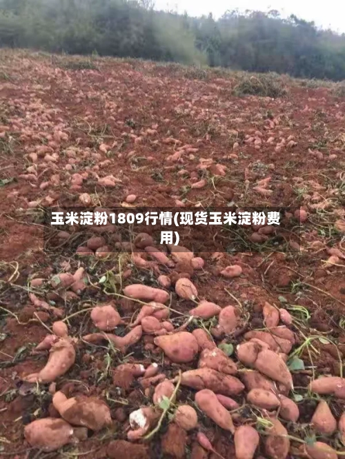 玉米淀粉1809行情(现货玉米淀粉费用)-第2张图片