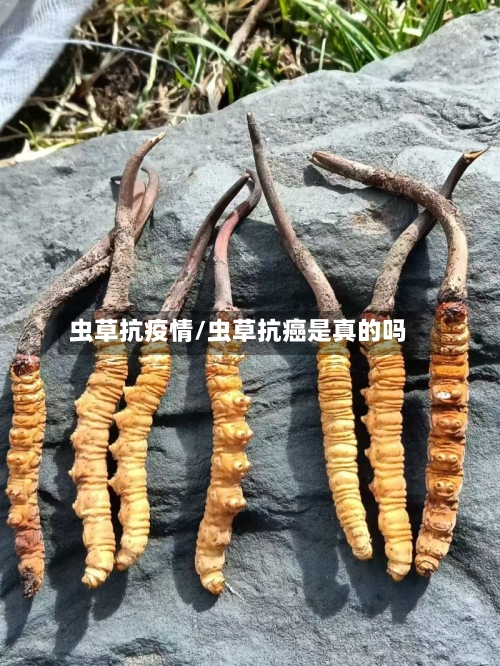 虫草抗疫情/虫草抗癌是真的吗