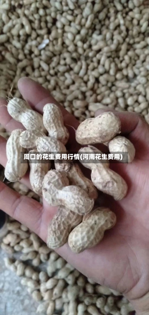 周口的花生费用行情(河南花生费用)-第2张图片