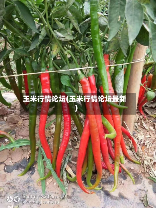 玉米行情论坛(玉米行情论坛最新)