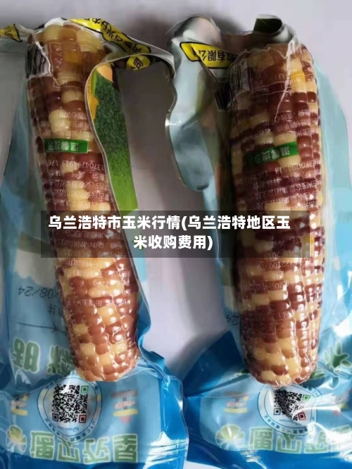 乌兰浩特市玉米行情(乌兰浩特地区玉米收购费用)-第3张图片