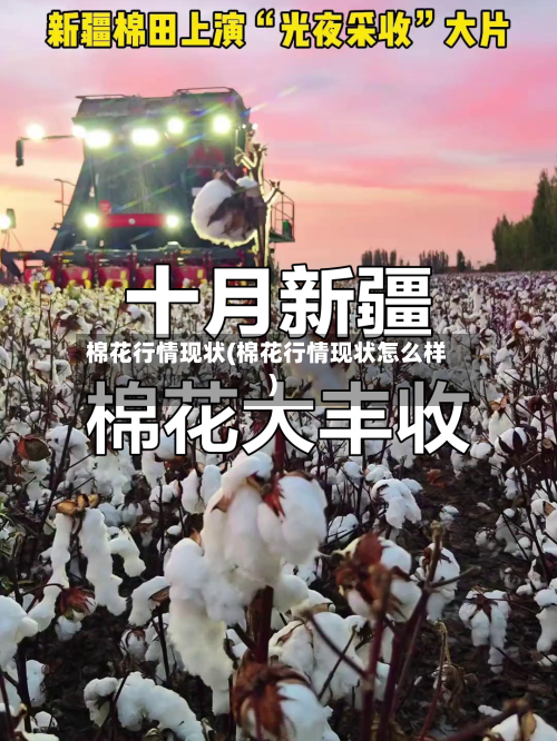 棉花行情现状(棉花行情现状怎么样)-第3张图片
