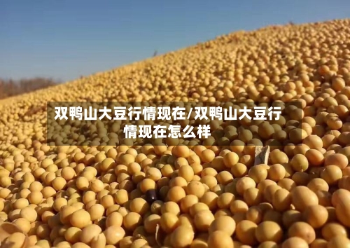 双鸭山大豆行情现在/双鸭山大豆行情现在怎么样-第2张图片