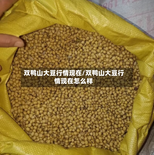 双鸭山大豆行情现在/双鸭山大豆行情现在怎么样