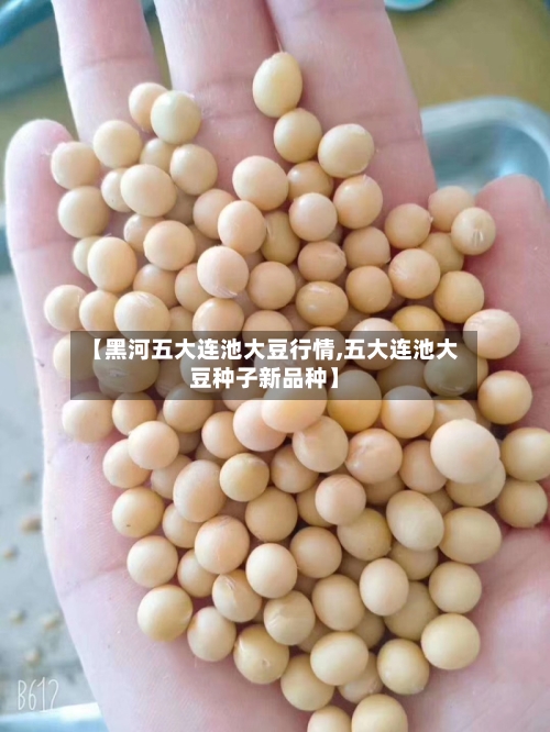 【黑河五大连池大豆行情,五大连池大豆种子新品种】-第3张图片