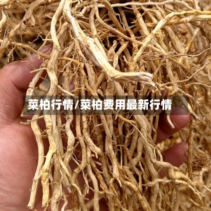 菜柏行情/菜柏费用最新行情