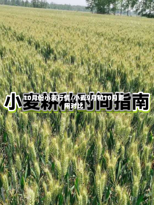 10月份小麦行情/小麦9月和10月费用对比