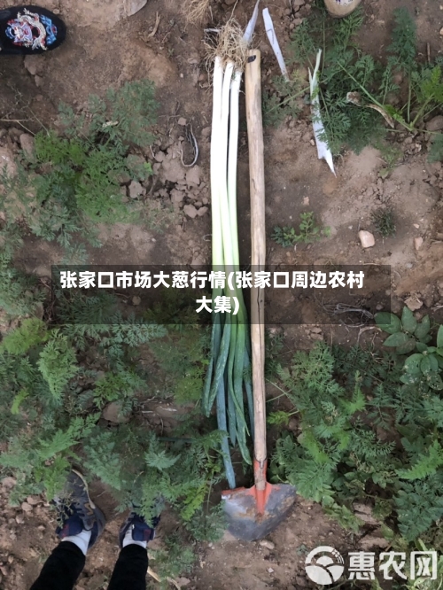 张家口市场大葱行情(张家口周边农村大集)-第3张图片