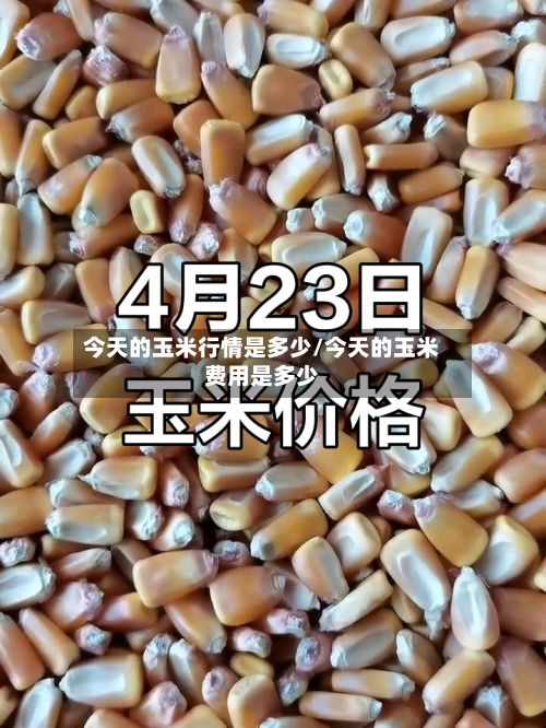 今天的玉米行情是多少/今天的玉米费用是多少-第3张图片