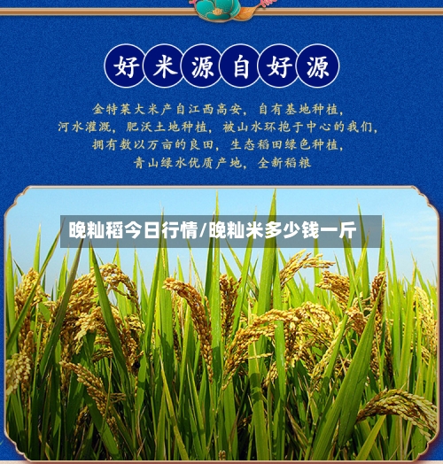 晚籼稻今日行情/晚籼米多少钱一斤