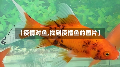 【疫情对鱼,找到疫情鱼的图片】