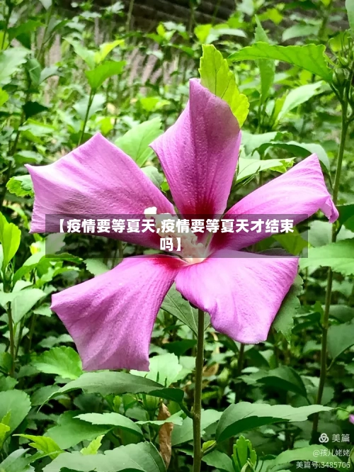 【疫情要等夏天,疫情要等夏天才结束吗】-第2张图片