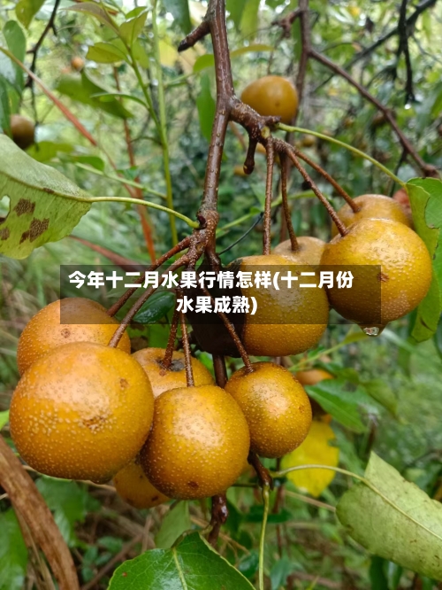 今年十二月水果行情怎样(十二月份水果成熟)