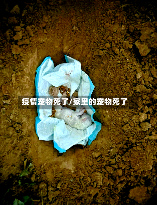 疫情宠物死了/家里的宠物死了