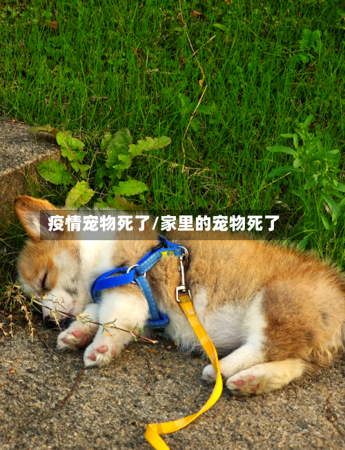 疫情宠物死了/家里的宠物死了-第3张图片