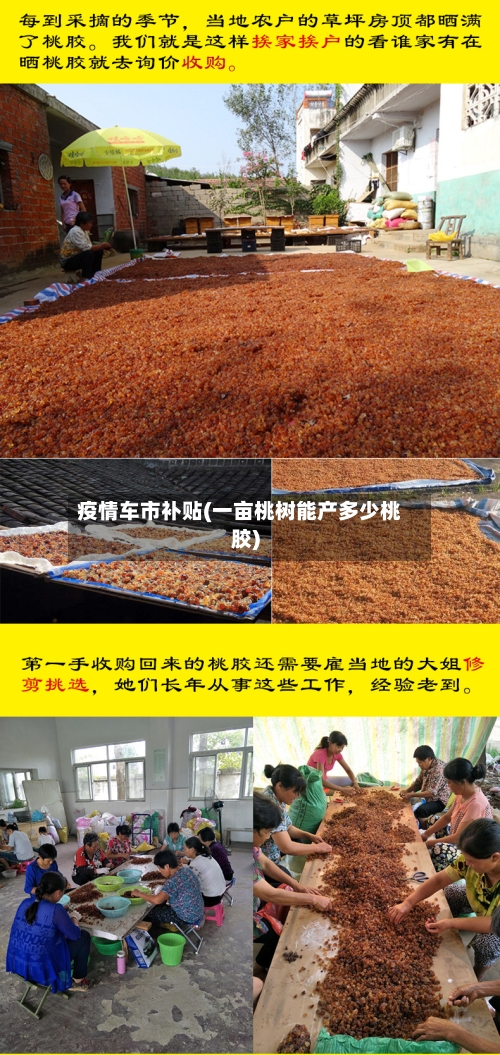 疫情车市补贴(一亩桃树能产多少桃胶)