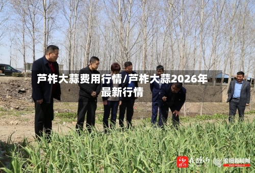 芦柞大蒜费用行情/芦柞大蒜2026年最新行情-第2张图片