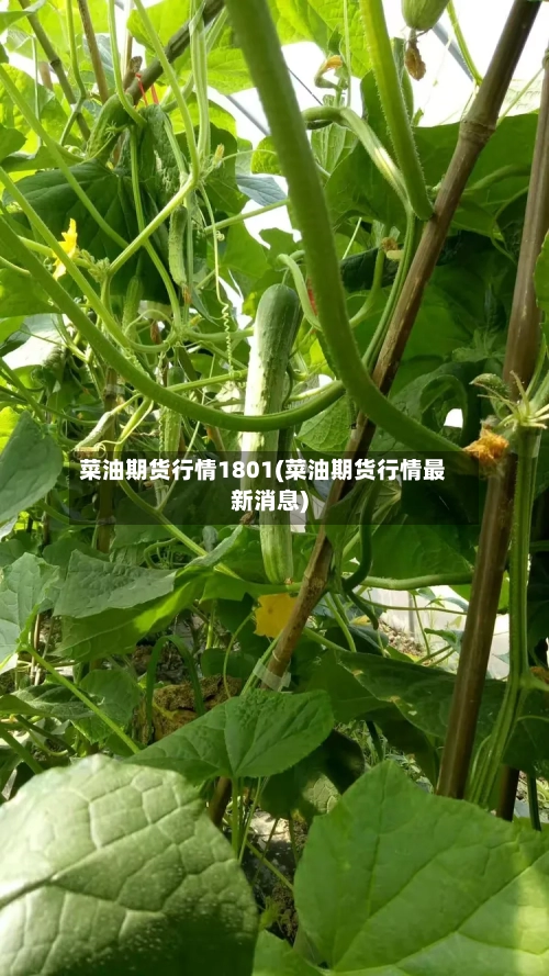 菜油期货行情1801(菜油期货行情最新消息)