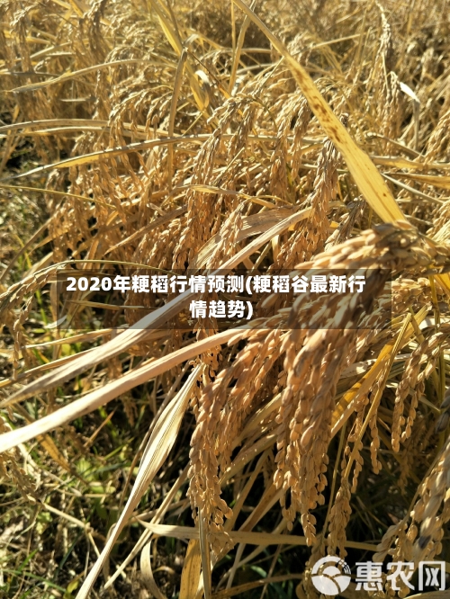 2020年粳稻行情预测(粳稻谷最新行情趋势)