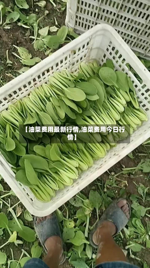 【油菜费用最新行情,油菜费用今日行情】