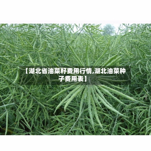 【湖北省油菜籽费用行情,湖北油菜种子费用表】