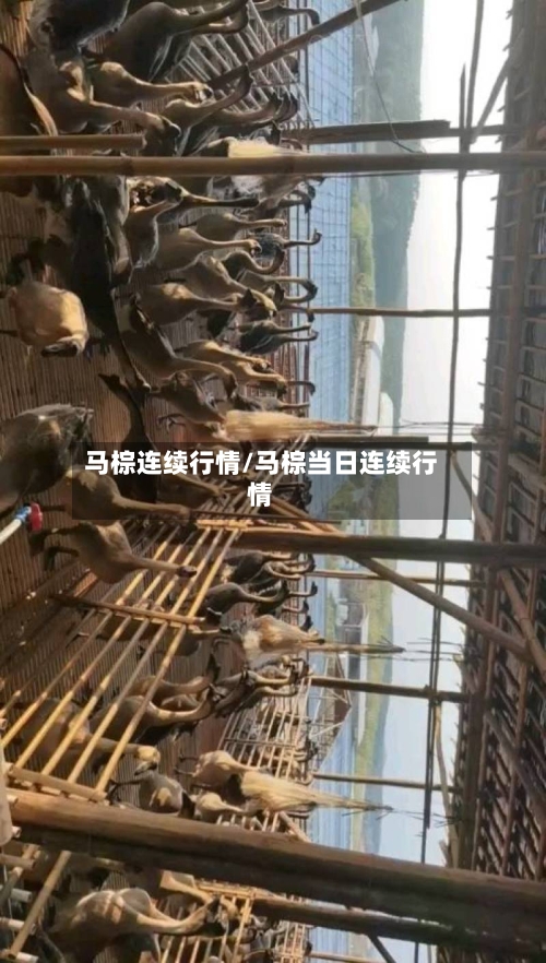 马棕连续行情/马棕当日连续行情