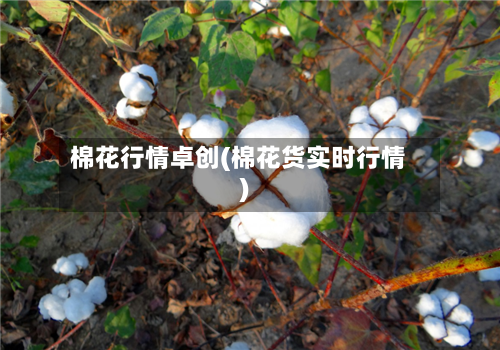 棉花行情卓创(棉花货实时行情)