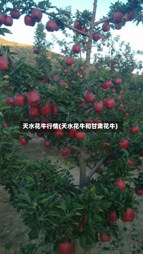 天水花牛行情(天水花牛和甘肃花牛)