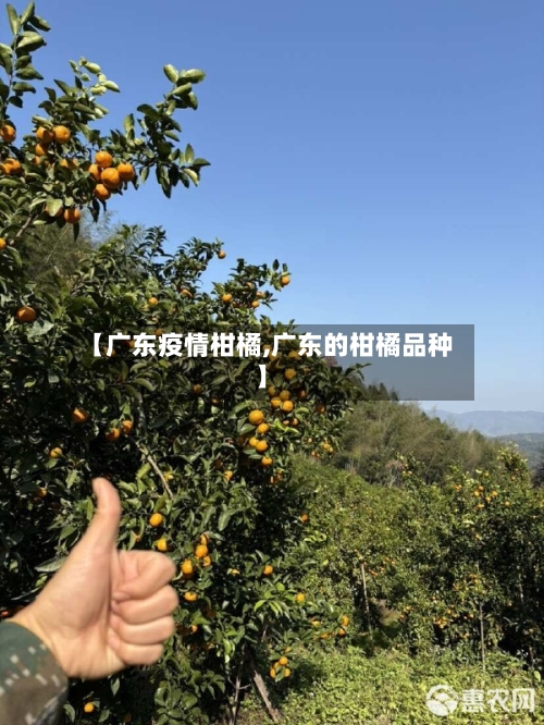 【广东疫情柑橘,广东的柑橘品种】