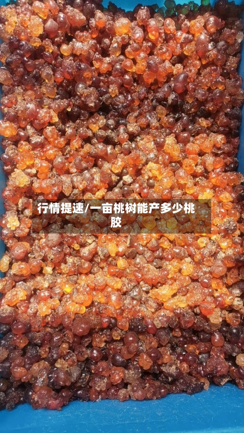 行情提速/一亩桃树能产多少桃胶