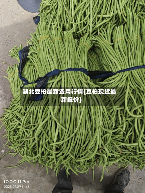 湖北豆柏最新费用行情(豆柏现货最新报价)