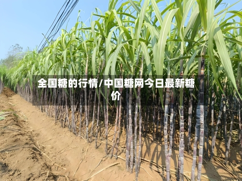 全国糖的行情/中国糖网今日最新糖价