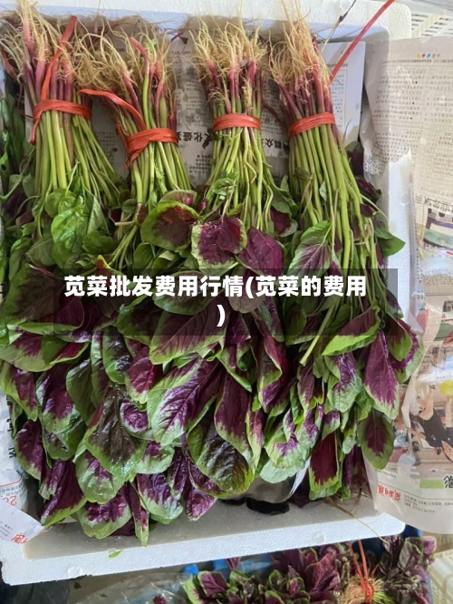苋菜批发费用行情(苋菜的费用)