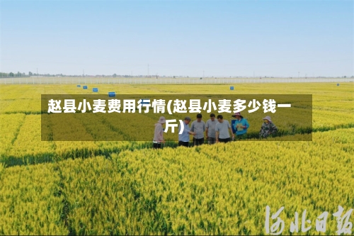 赵县小麦费用行情(赵县小麦多少钱一斤)