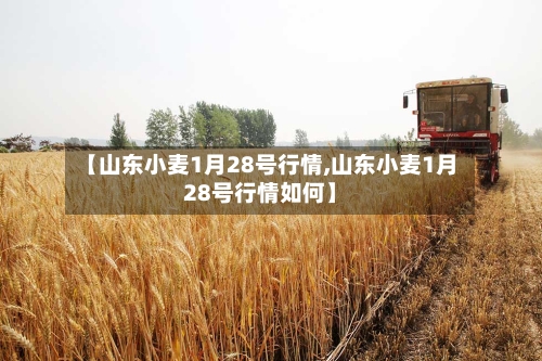【山东小麦1月28号行情,山东小麦1月28号行情如何】-第2张图片