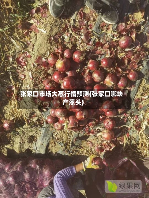 张家口市场大葱行情预测(张家口哪块产葱头)