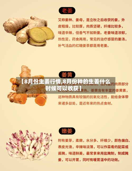 【8月份生姜行情,8月份种的生姜什么时候可以收获】