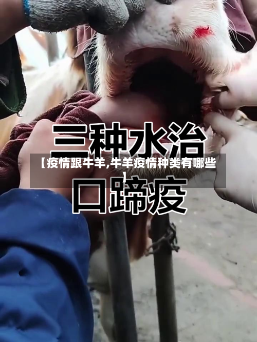 【疫情跟牛羊,牛羊疫情种类有哪些】