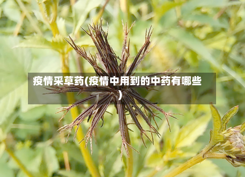 疫情采草药(疫情中用到的中药有哪些)