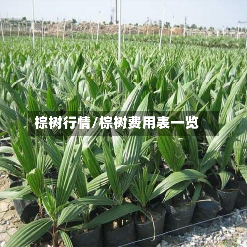 棕树行情/棕树费用表一览-第2张图片