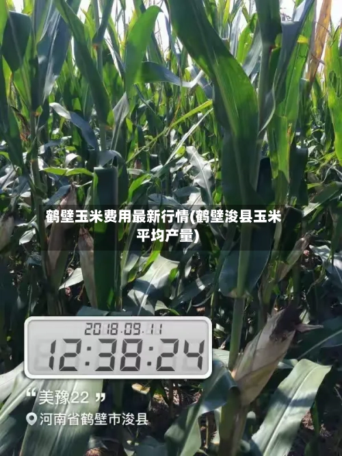 鹤壁玉米费用最新行情(鹤壁浚县玉米平均产量)