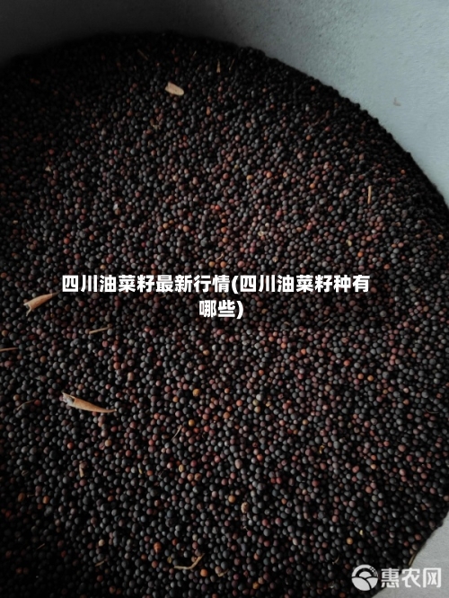四川油菜籽最新行情(四川油菜籽种有哪些)