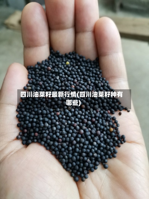 四川油菜籽最新行情(四川油菜籽种有哪些)-第2张图片