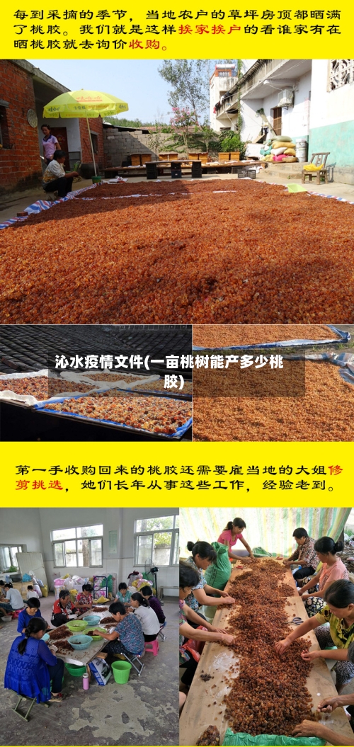 沁水疫情文件(一亩桃树能产多少桃胶)-第3张图片