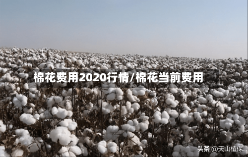 棉花费用2020行情/棉花当前费用