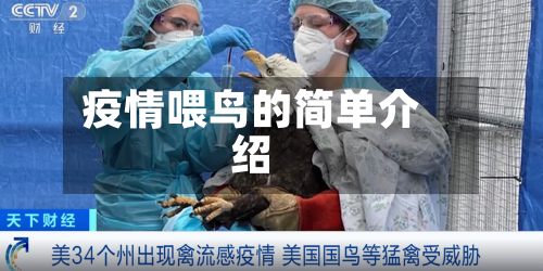 疫情喂鸟的简单介绍